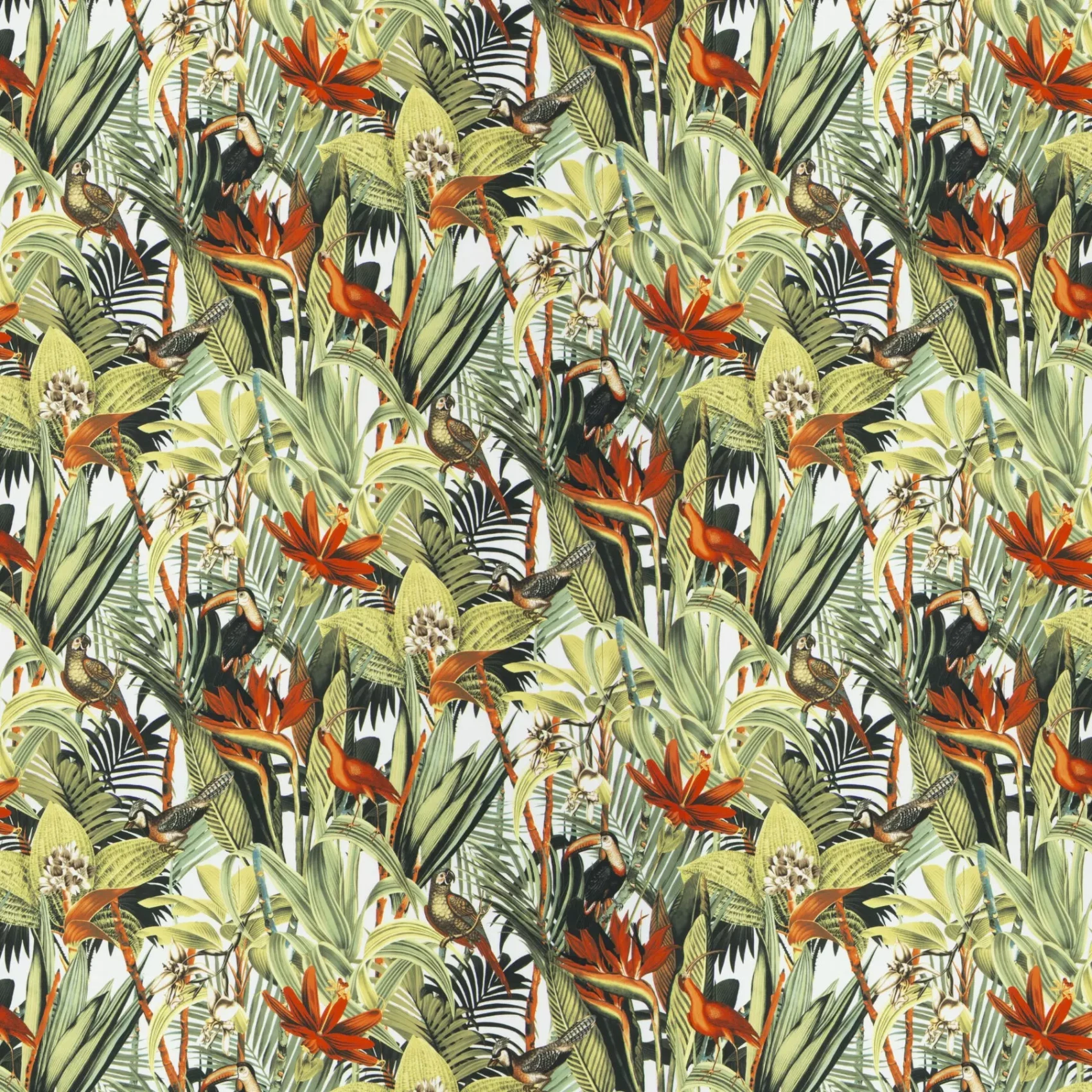 Jungle Birds | Ja8060-030