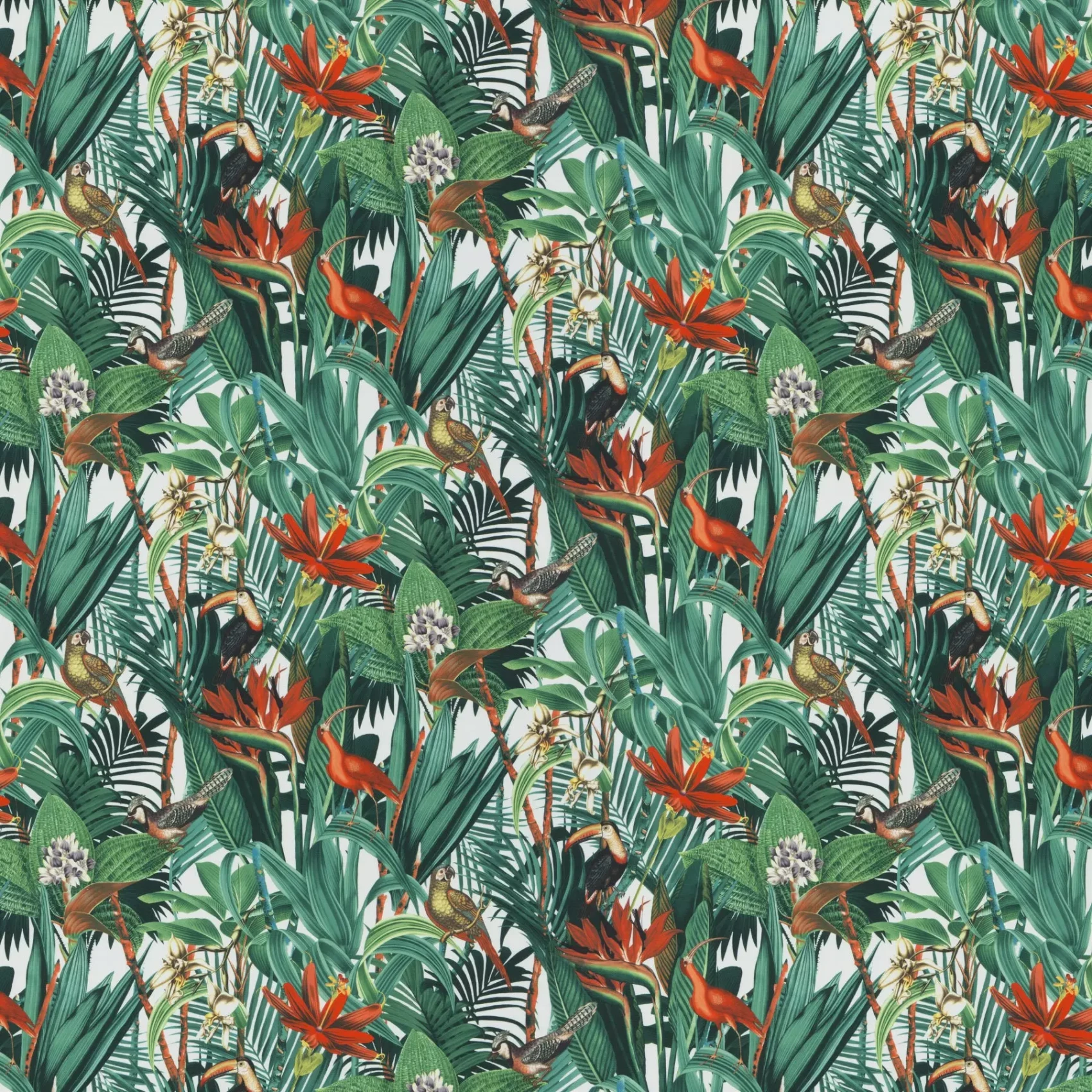 Jungle Birds | Ja8060-061